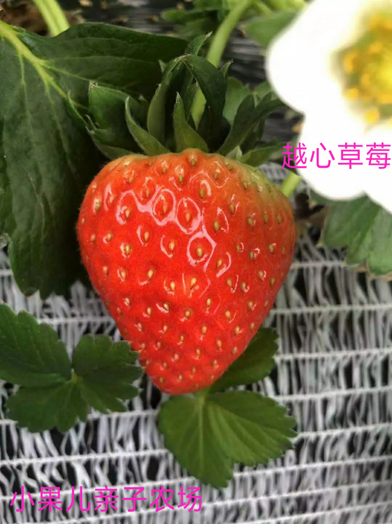 越心草莓